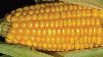 Maíz